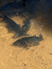 Hephaestus fuliginosus