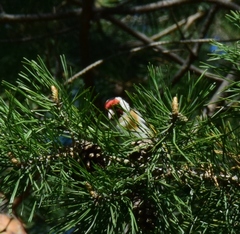 Carduelis carduelis