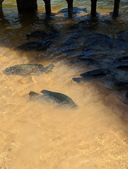 Hephaestus fuliginosus