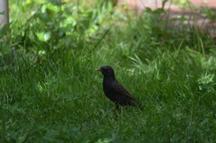 Sturnus vulgaris