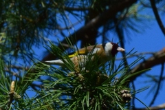Carduelis carduelis