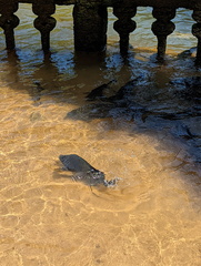 Hephaestus fuliginosus