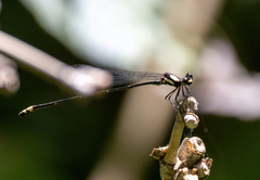 Nososticta impercepta