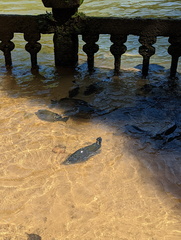 Hephaestus fuliginosus