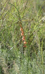 Gladiolus densiflorus