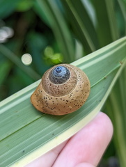 Rhynchotrochus macgillivrayi