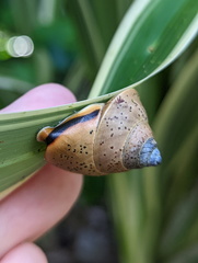 Rhynchotrochus macgillivrayi