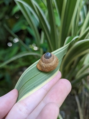 Rhynchotrochus macgillivrayi