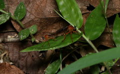 Asilidae