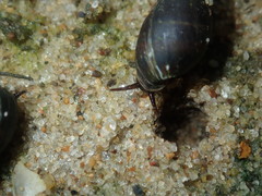 Ophicardelus