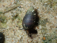 Ophicardelus