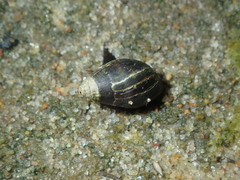 Ophicardelus