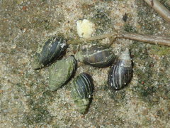 Ophicardelus