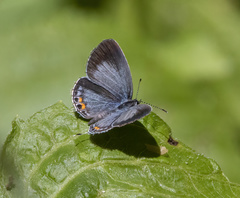 Everes lacturnus