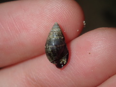 Ophicardelus