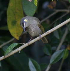 Meliphaga notata
