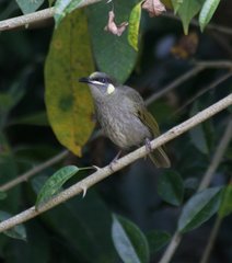 Meliphaga notata