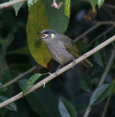 Meliphaga notata