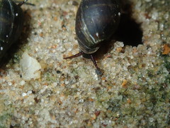 Ophicardelus