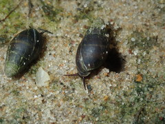 Ophicardelus