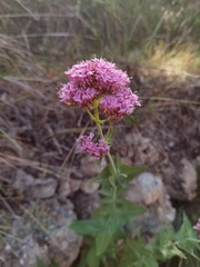 Centranthus ruber