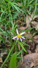 Vittadinia triloba