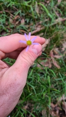 Vittadinia triloba