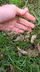 Vittadinia triloba