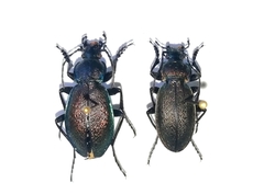 Morphocarabus