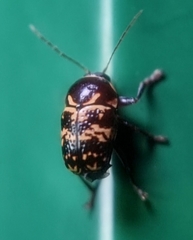 Cryptocephalus irroratus