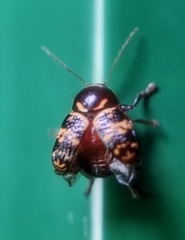 Cryptocephalus irroratus