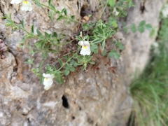 Magnoliopsida