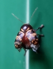 Cryptocephalus irroratus