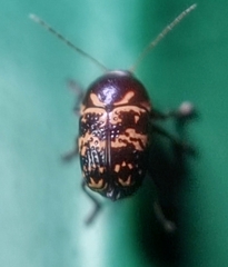 Cryptocephalus irroratus