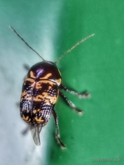 Cryptocephalus irroratus