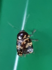 Cryptocephalus irroratus