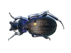 Carabus regalis