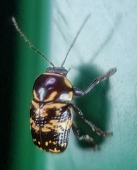 Cryptocephalus irroratus