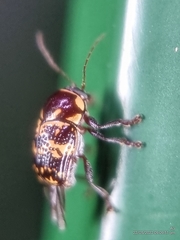 Cryptocephalus irroratus