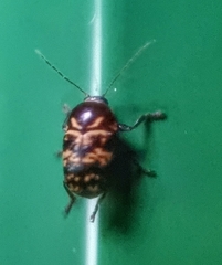 Cryptocephalus irroratus