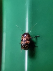 Cryptocephalus irroratus