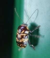 Cryptocephalus irroratus