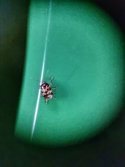 Cryptocephalus irroratus