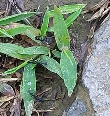 Leptogenys diminuta