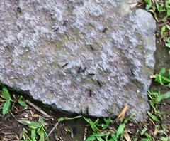 Leptogenys diminuta