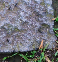 Leptogenys diminuta