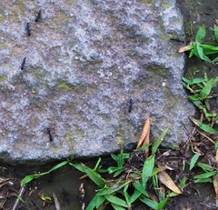 Leptogenys diminuta
