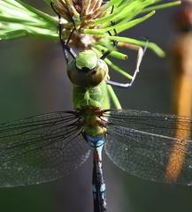 Anax mandrakae