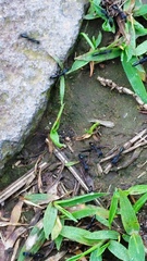 Leptogenys diminuta