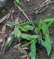 Leptogenys diminuta